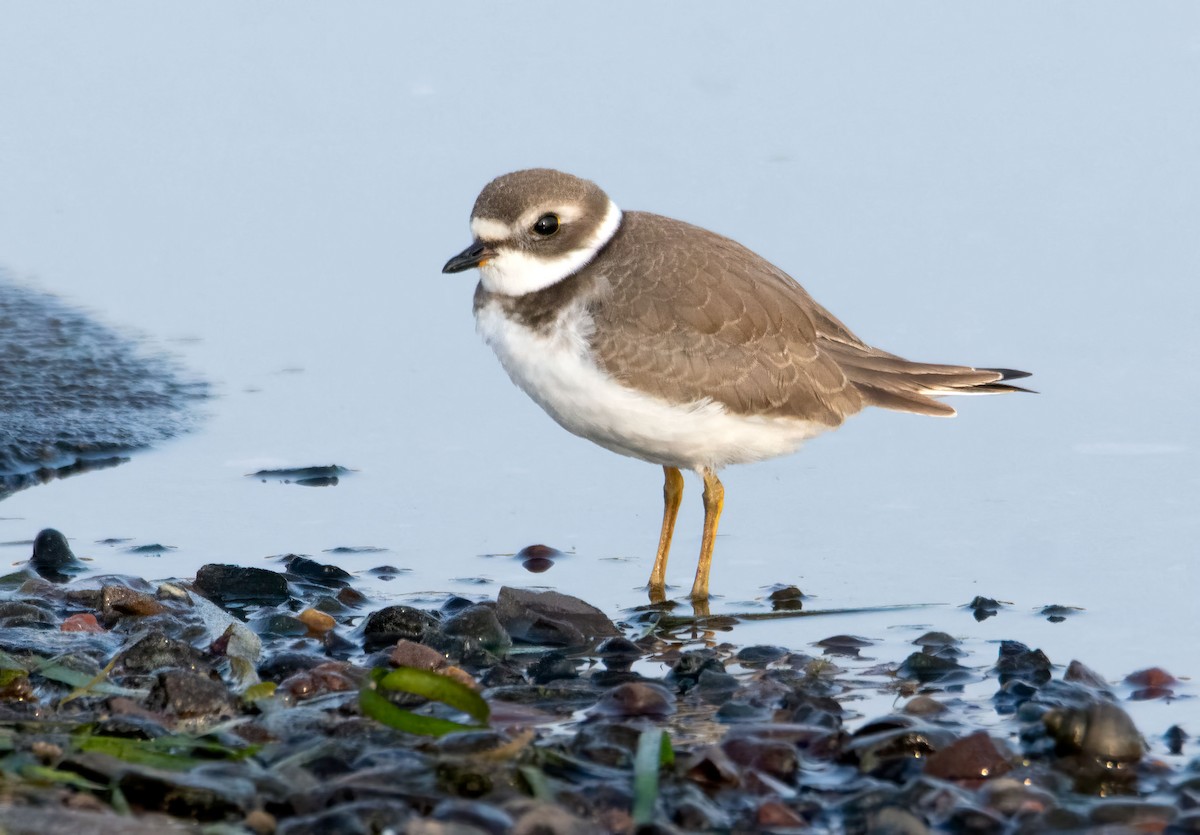 Semipalmated Plover - Gillian Henry