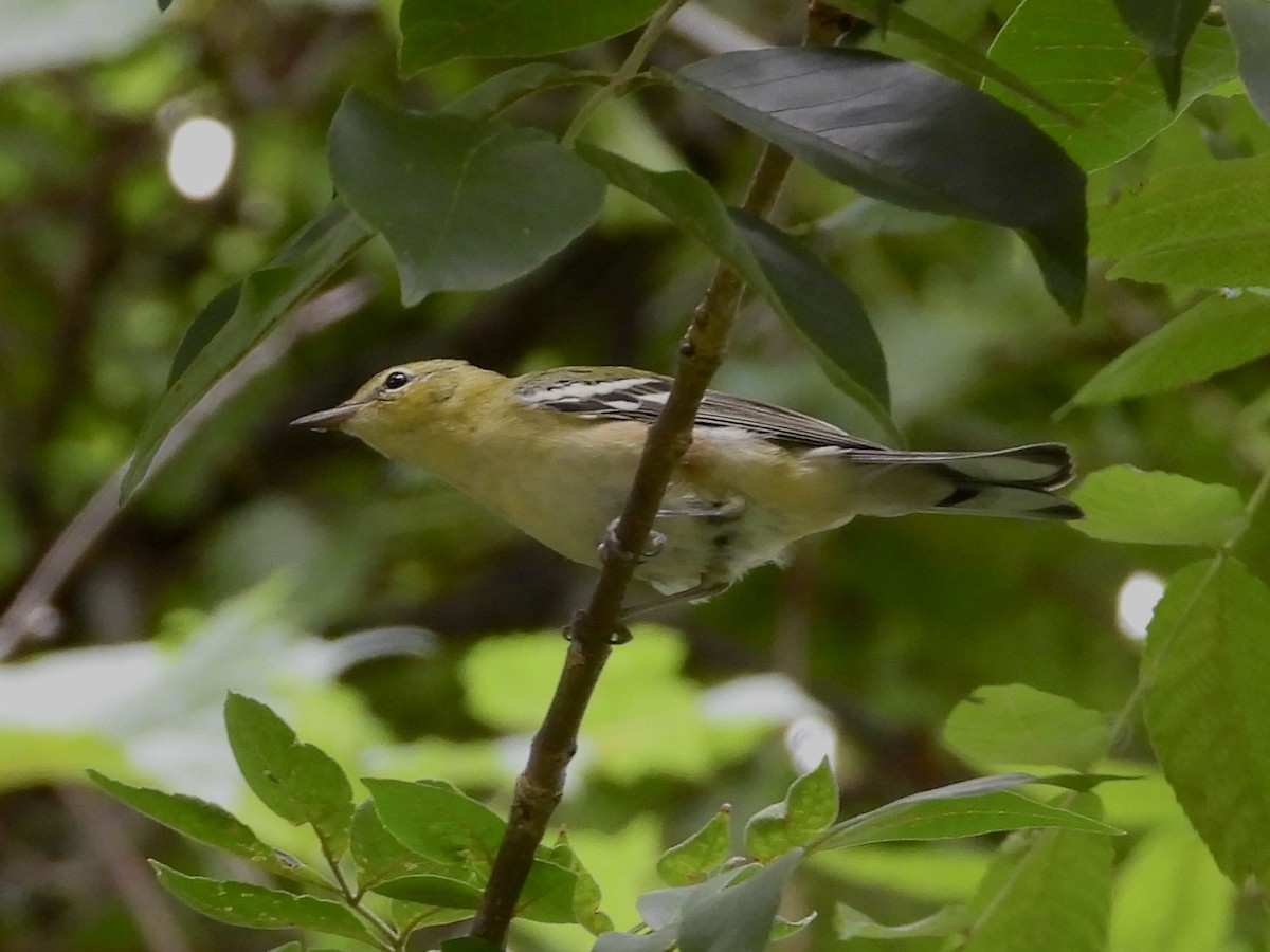 Bay-breasted Warbler - Pat Hare