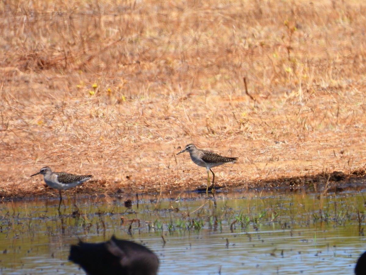 Wood Sandpiper - ML604630381