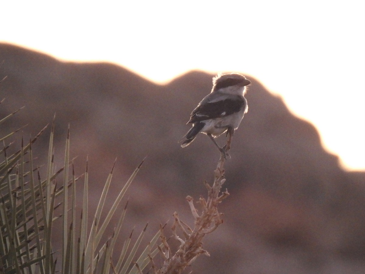 Loggerhead Shrike - ML604631001