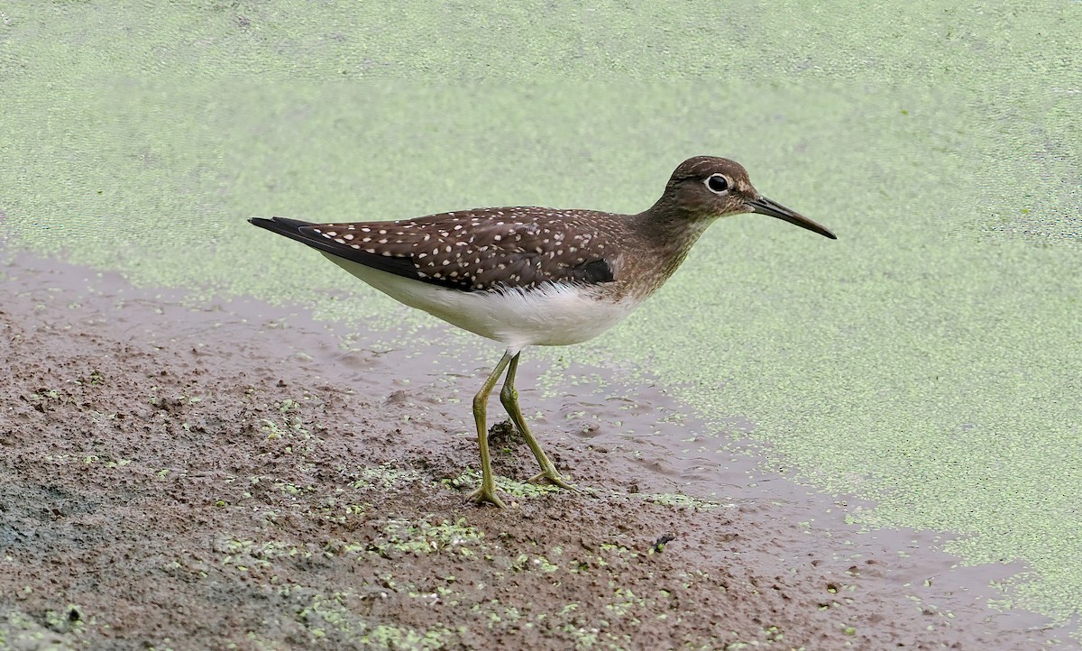 Solitary Sandpiper - ML604631041