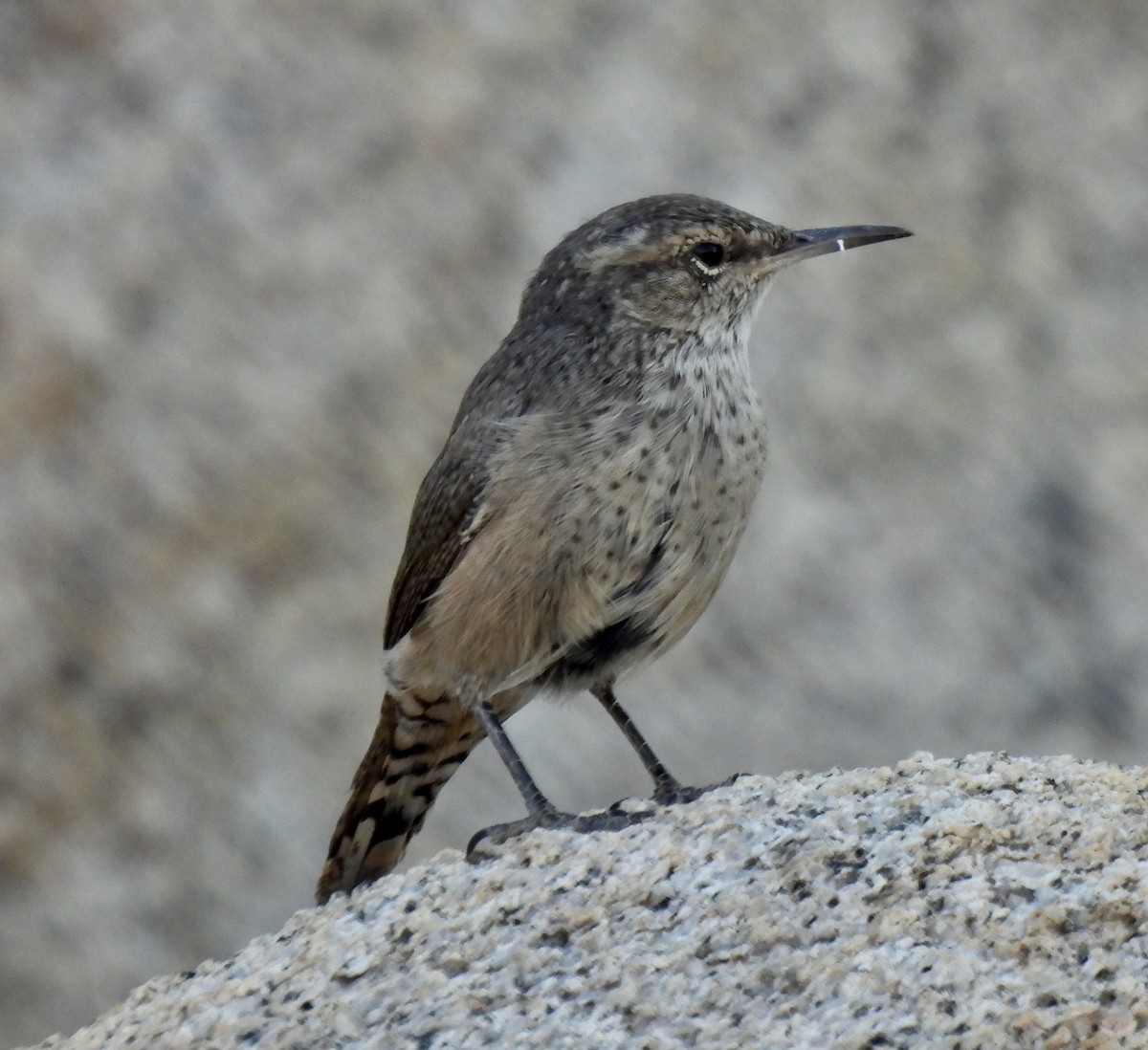 Rock Wren - ML604631051