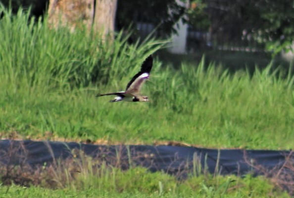 Southern Lapwing - ML604631231