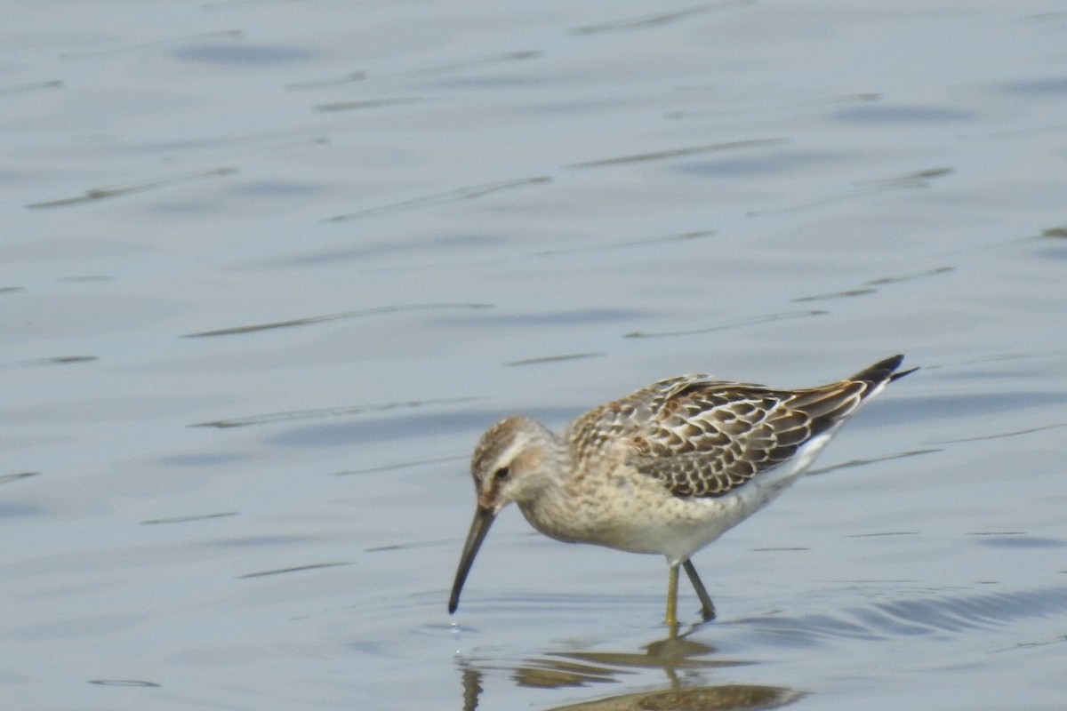 Stilt Sandpiper - ML604631271