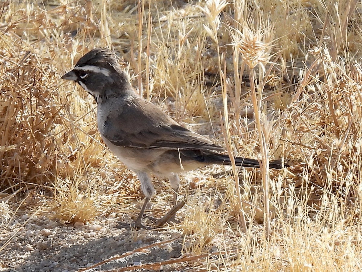 Bruant à gorge noire - ML604631291