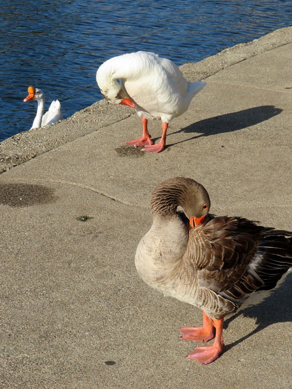 Graylag Goose (Domestic type) - ML60463131