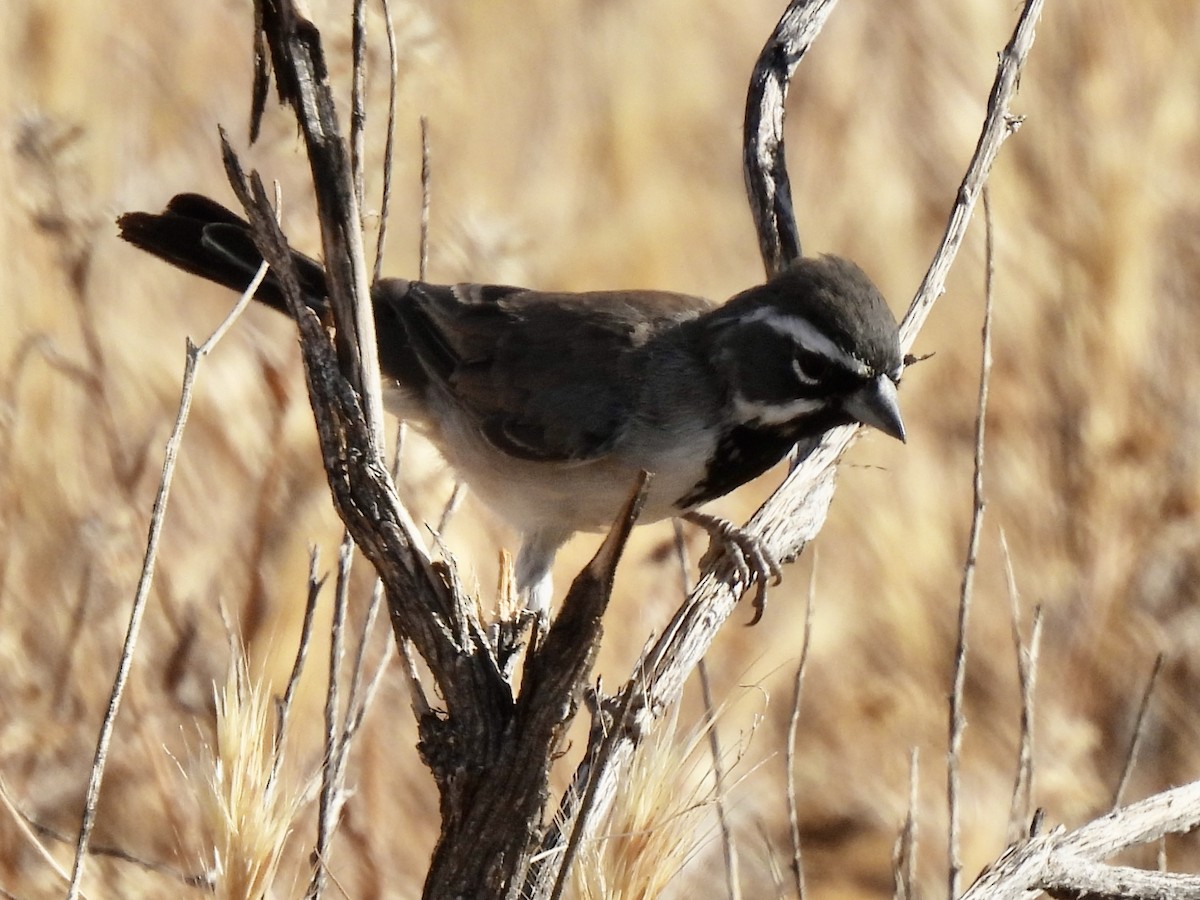 Black-throated Sparrow - ML604631311