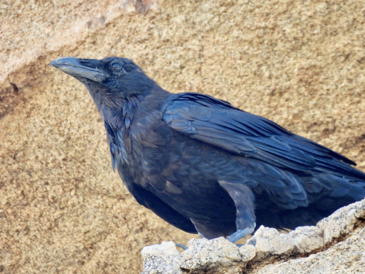 Common Raven - ML604631441