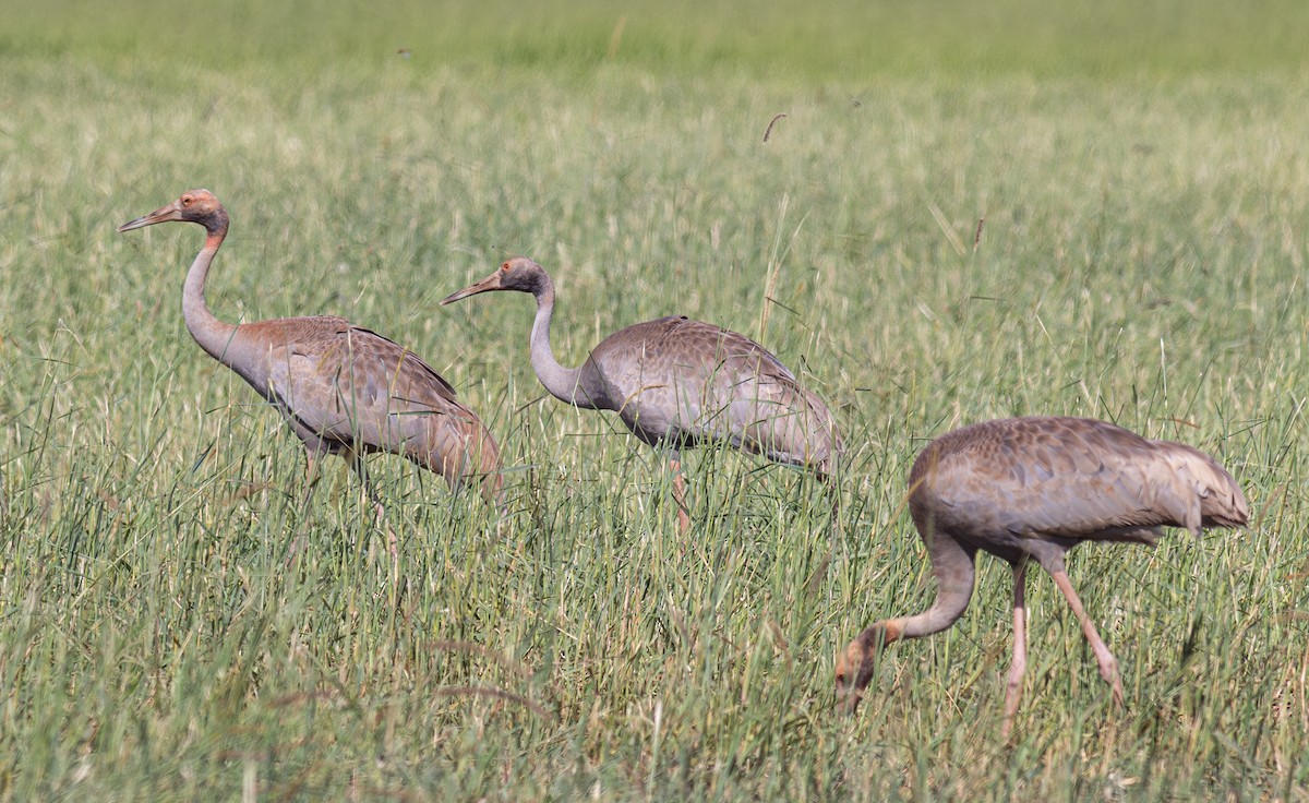 Sarus Crane - Pedro Nicolau