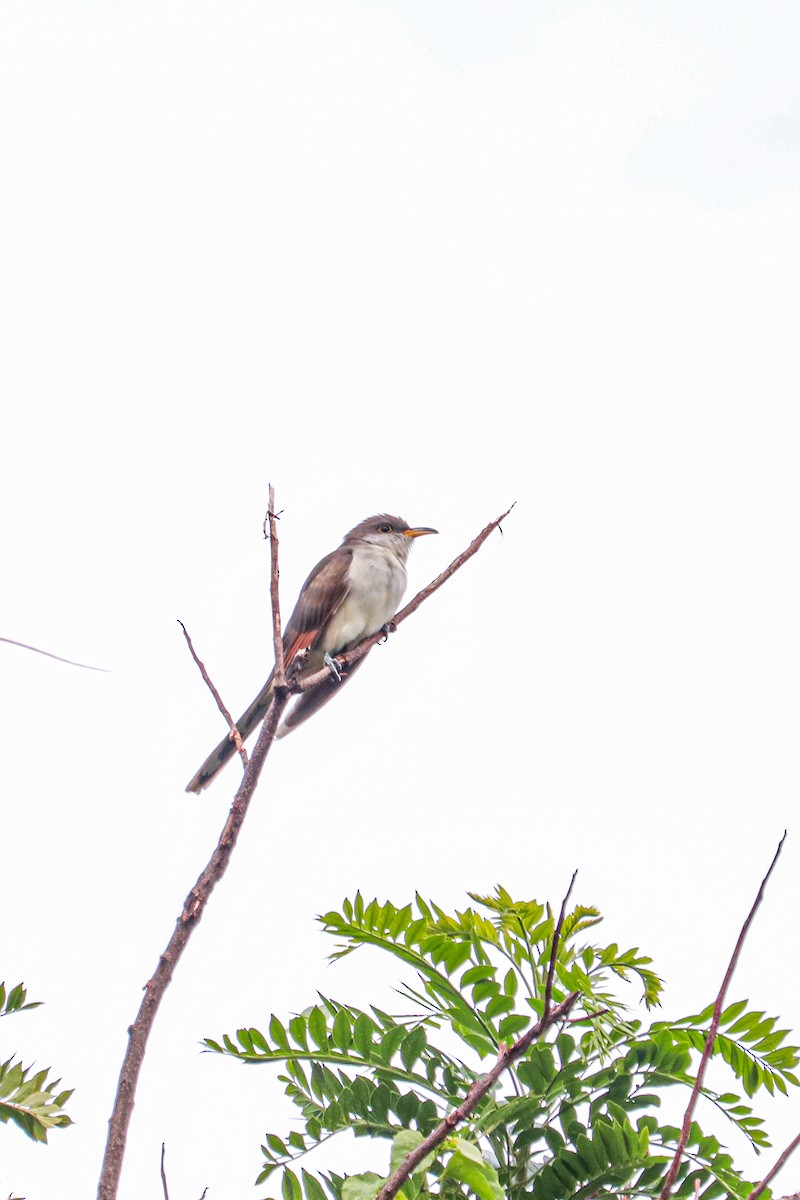 Yellow-billed Cuckoo - ML604631831