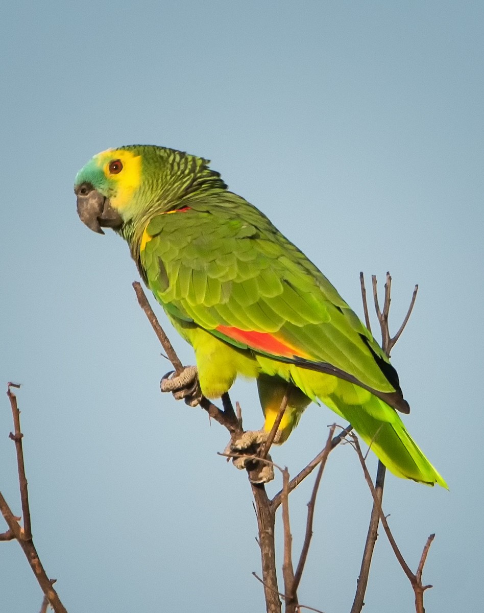 Turquoise-fronted Amazon - ML604632271