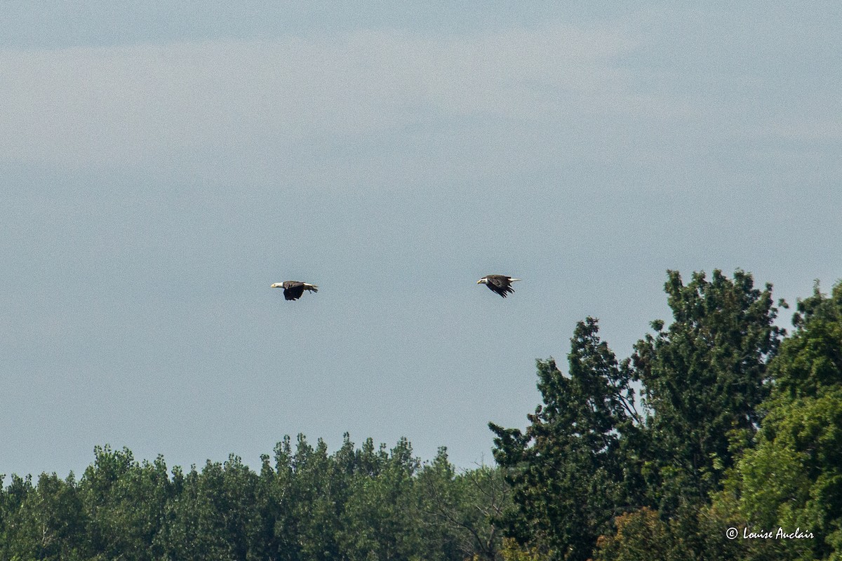 Bald Eagle - Louise Auclair