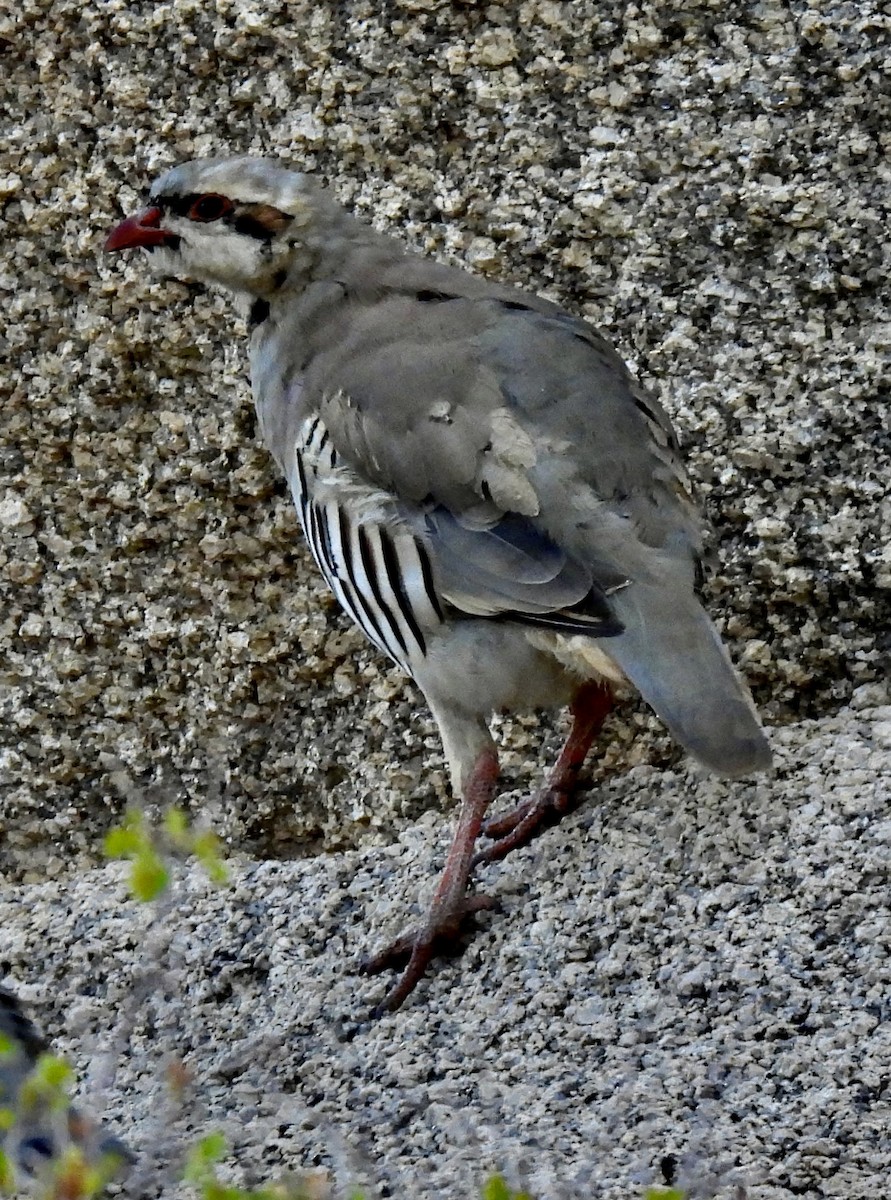 Chukar - ML604632511