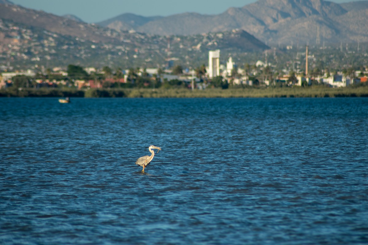 Great Blue Heron - ML60463311