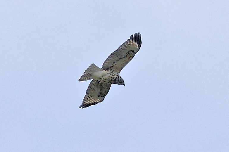 Red-shouldered Hawk - ML604633151