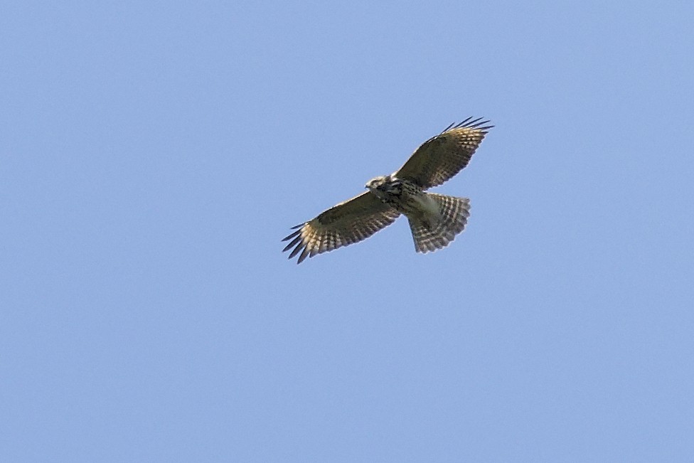 Red-shouldered Hawk - ML604633161