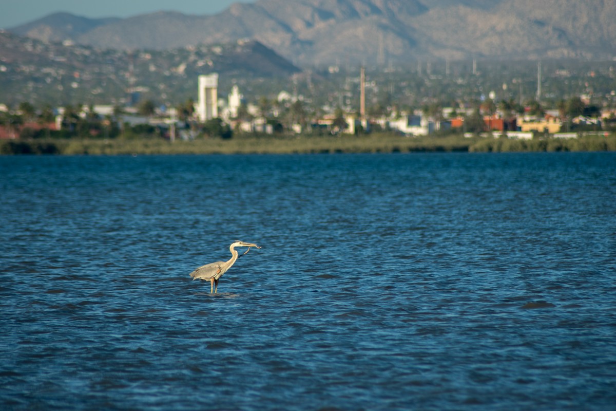 Great Blue Heron - ML60463321