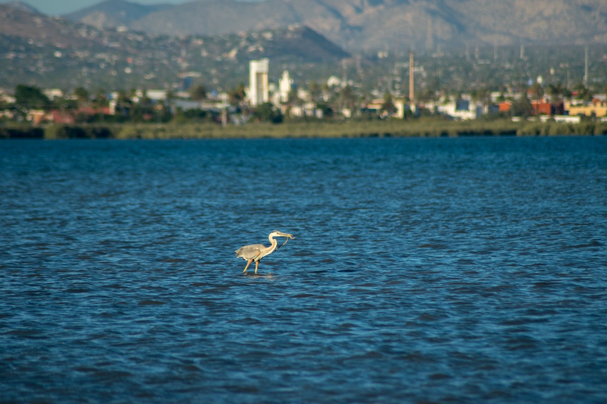 Great Blue Heron - ML60463331