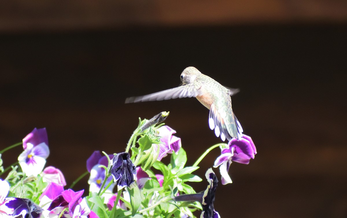 Broad-tailed Hummingbird - ML604633461