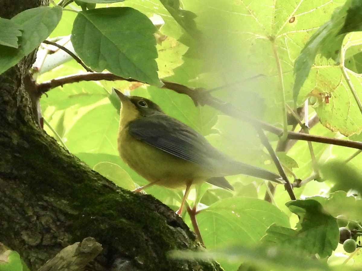 Canada Warbler - ML604633851