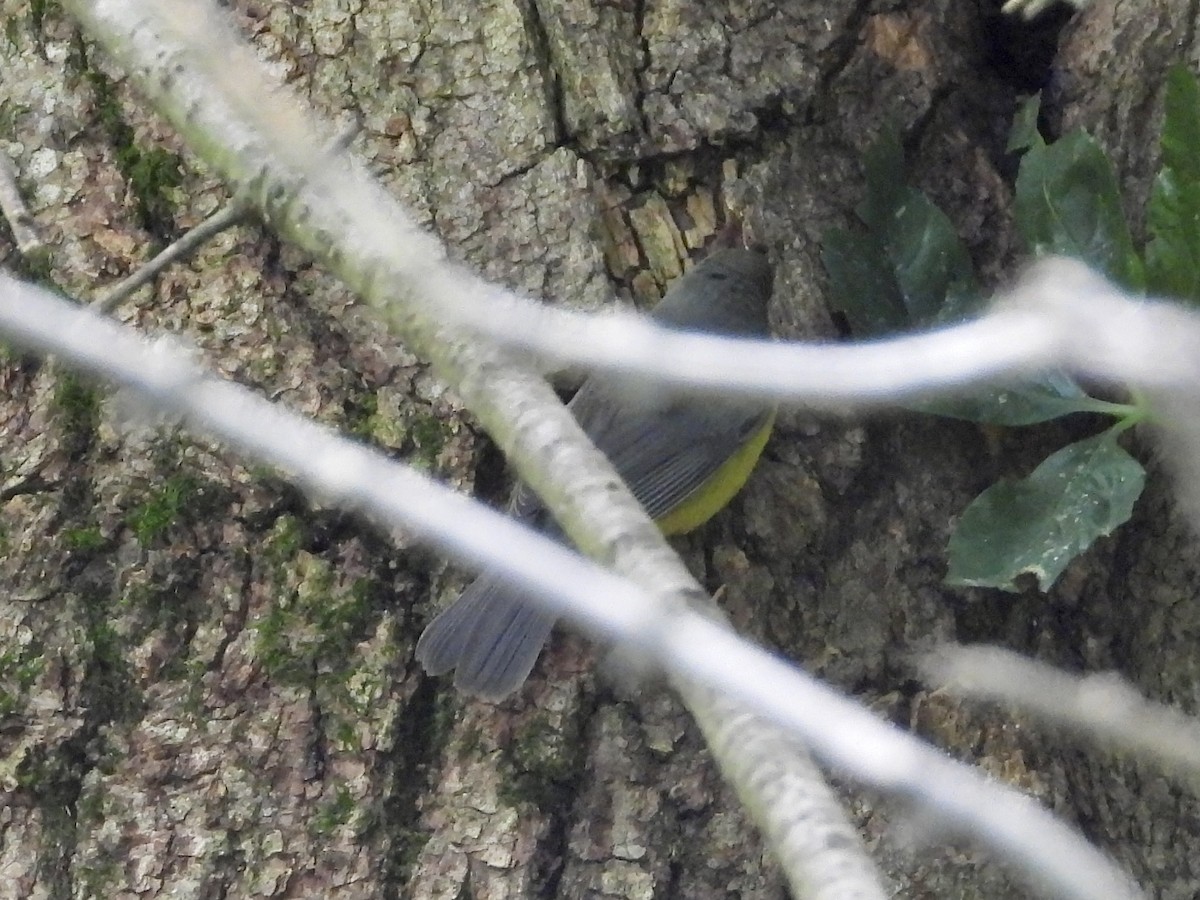 Canada Warbler - ML604633861