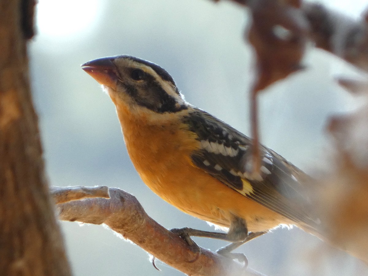 Black-headed Grosbeak - Garry Hayes