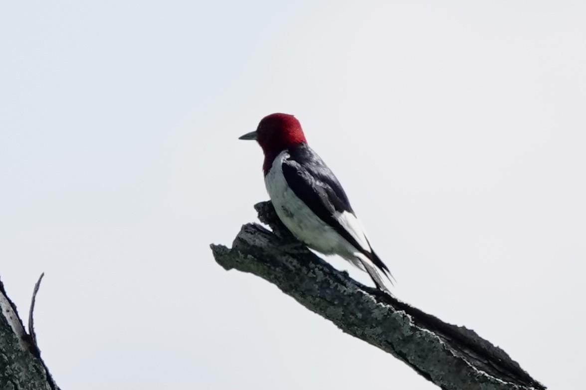 Red-headed Woodpecker - Matthew Auchter