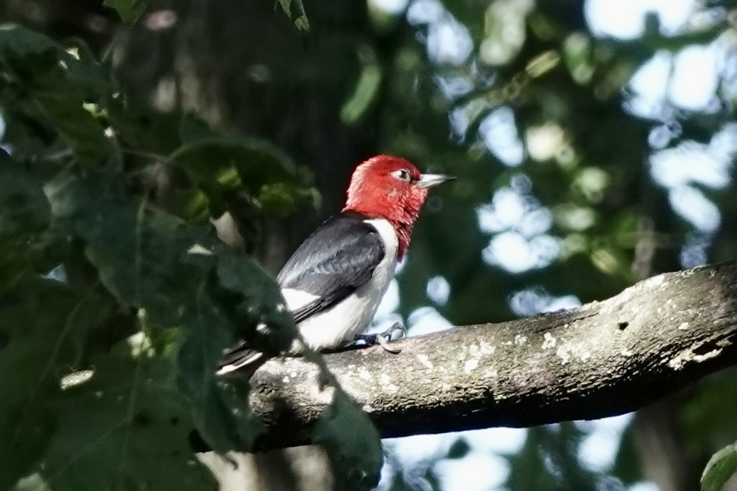 Pic à tête rouge - ML604634571