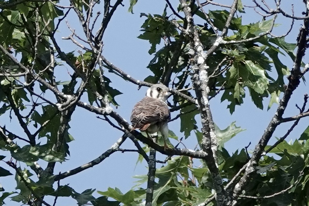 American Kestrel - ML604634751