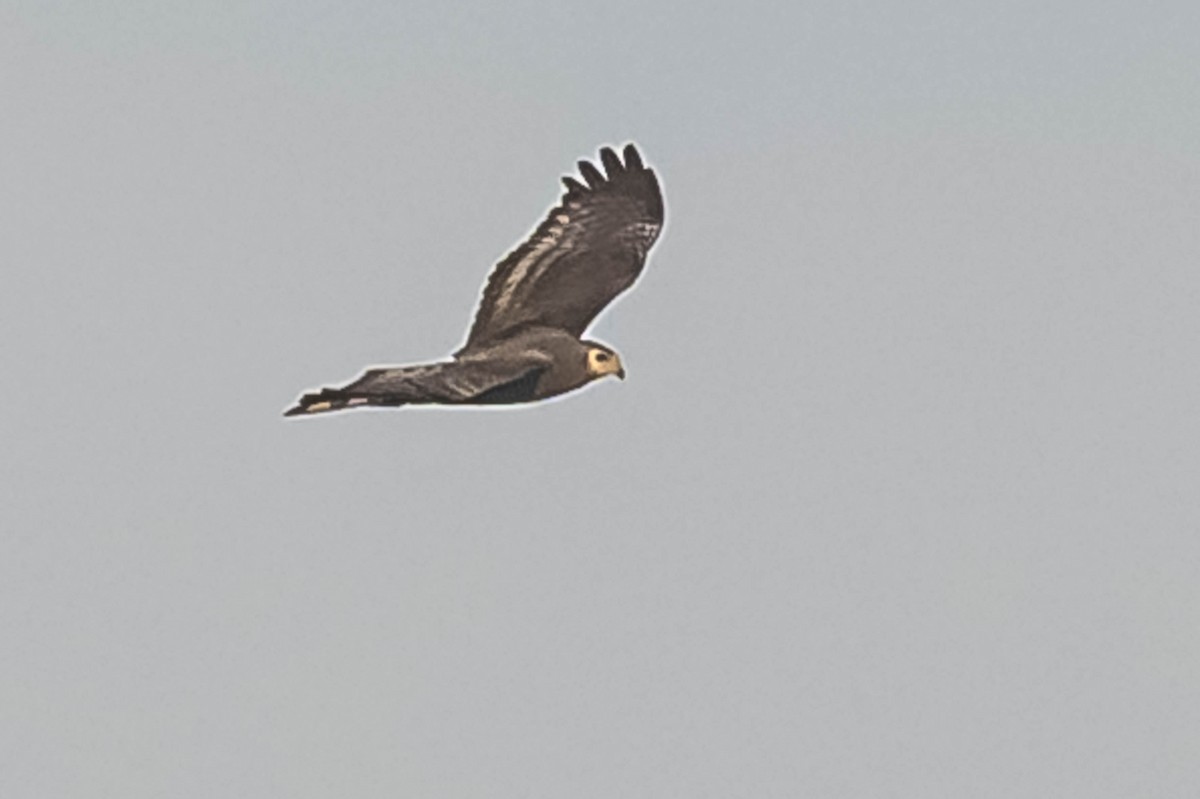 Long-winged Harrier - ML604634801