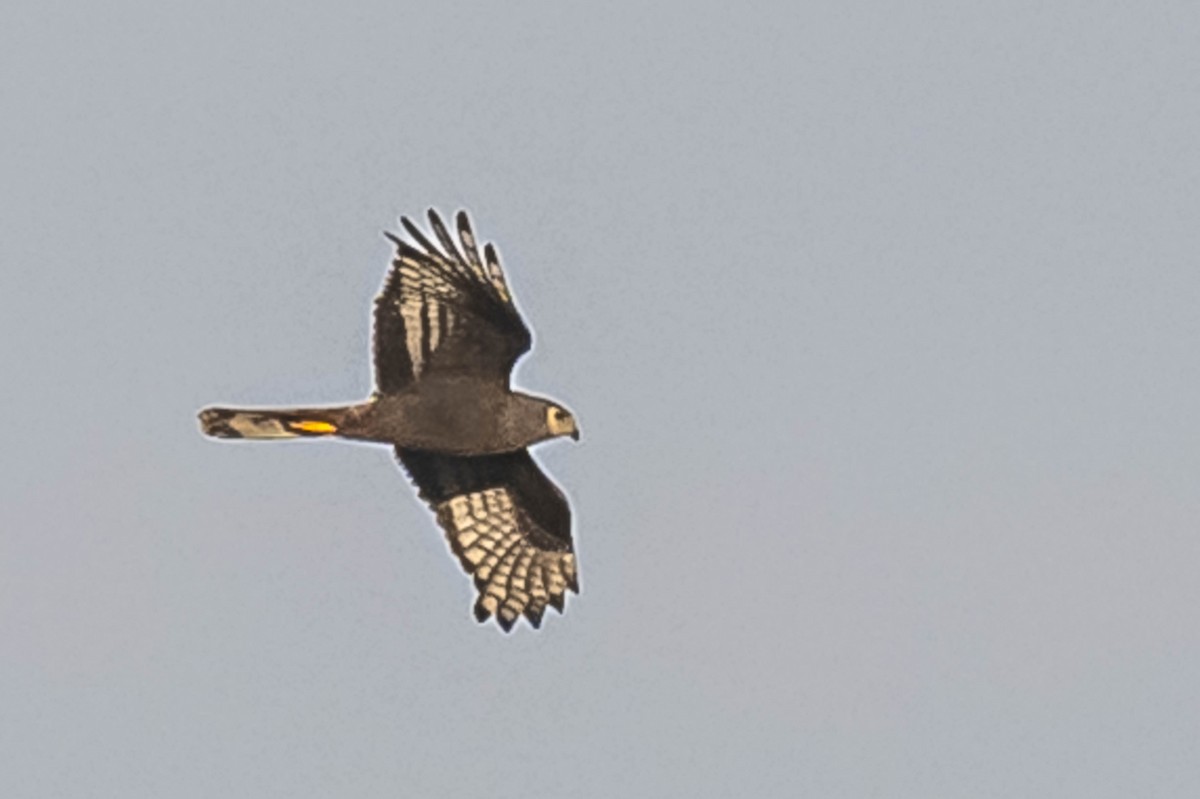 Long-winged Harrier - ML604634821