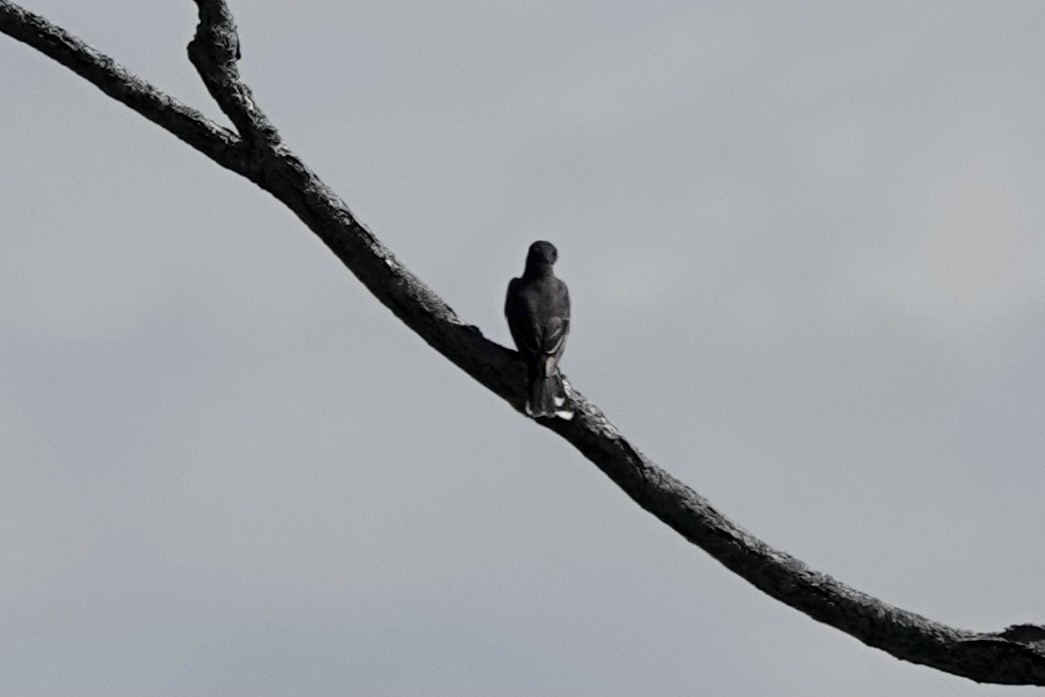 Eastern Kingbird - ML604635041