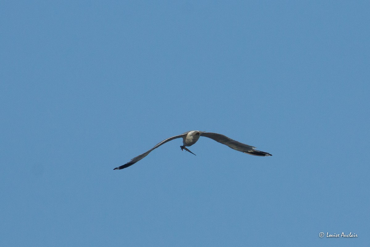 Делавэрская чайка - ML604635351