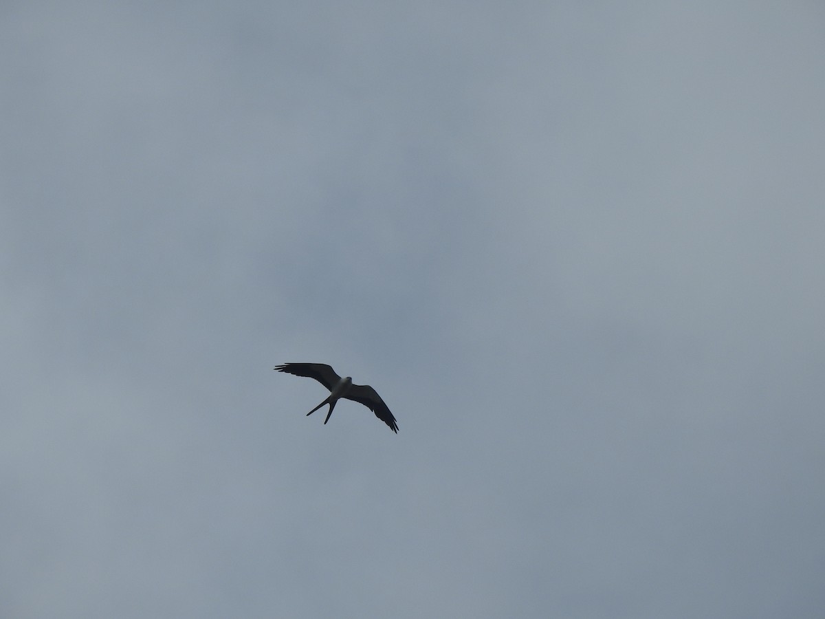 Swallow-tailed Kite - JOSÉ AUGUSTO Mérida Misericordia