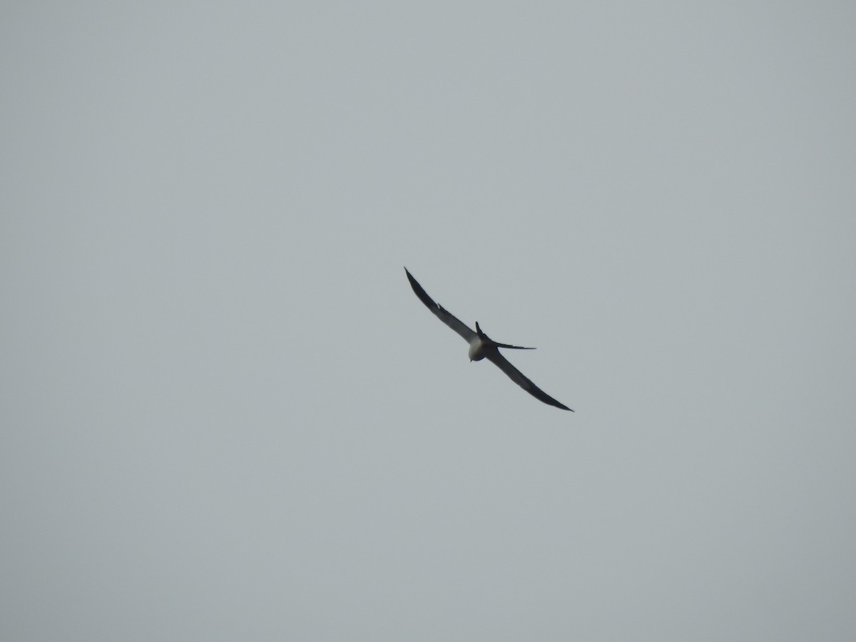 Swallow-tailed Kite - JOSÉ AUGUSTO Mérida Misericordia