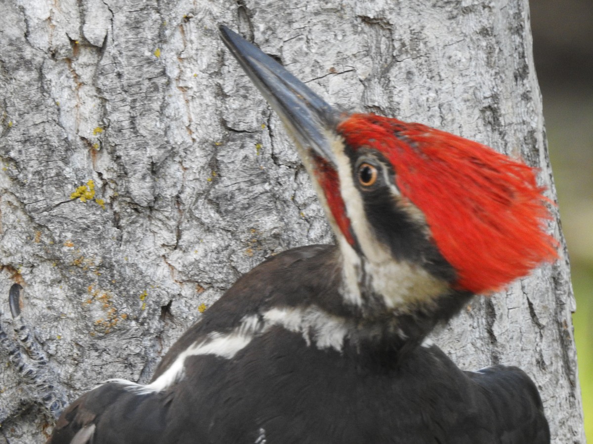 Pileated Woodpecker - Dan Stoker