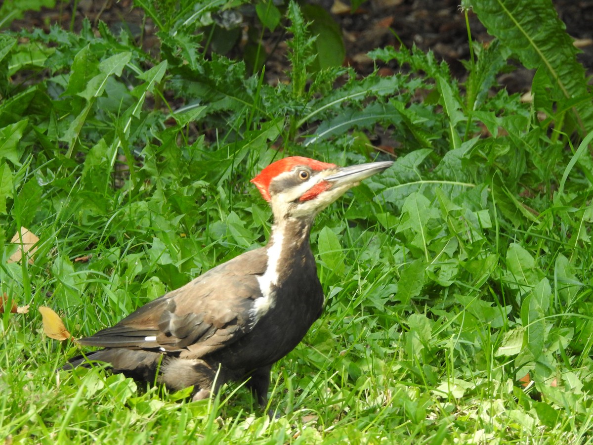 Pileated Woodpecker - Dan Stoker