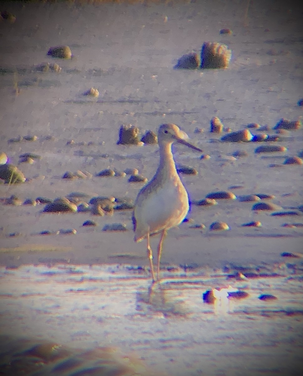 Greater Yellowlegs - ML604638001