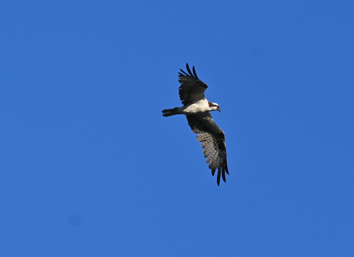 Osprey - ML604638251