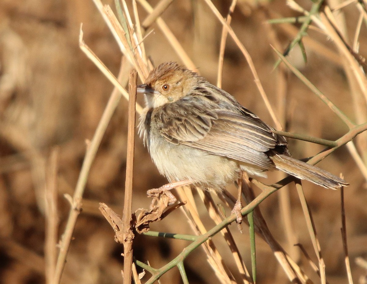 Tiny Cisticola - ML604638791