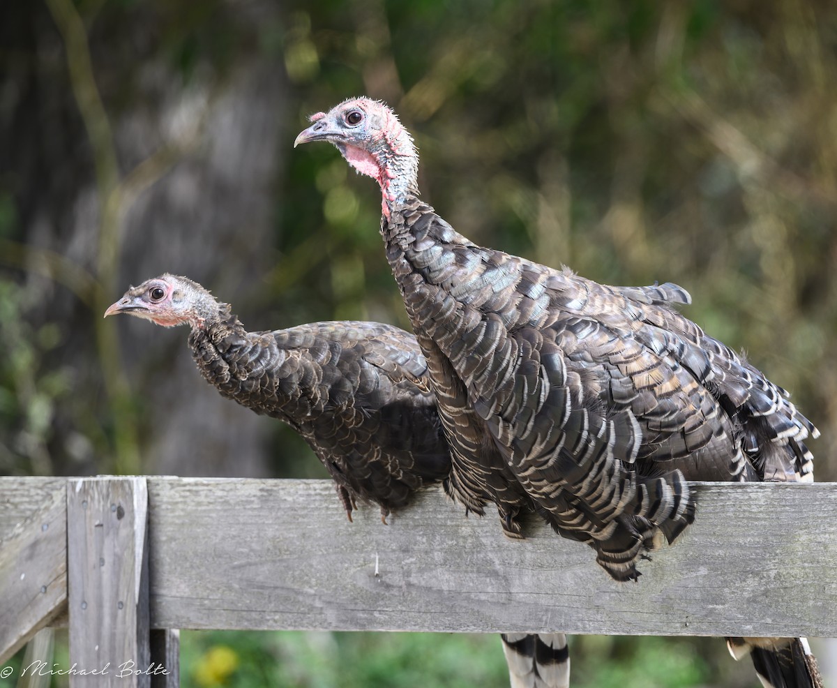 Wild Turkey - Michael Bolte