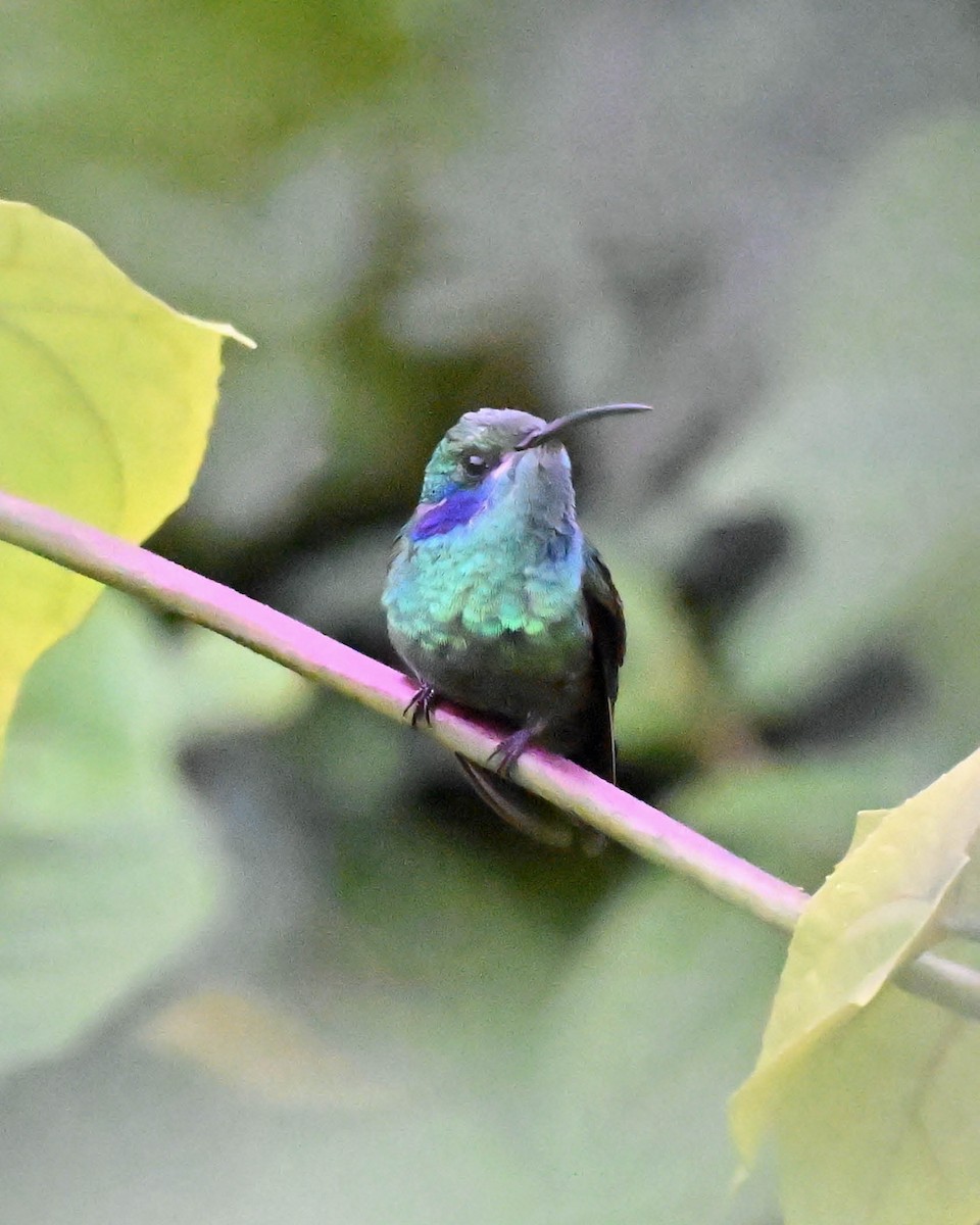 kolibřík modrouchý - ML604639011