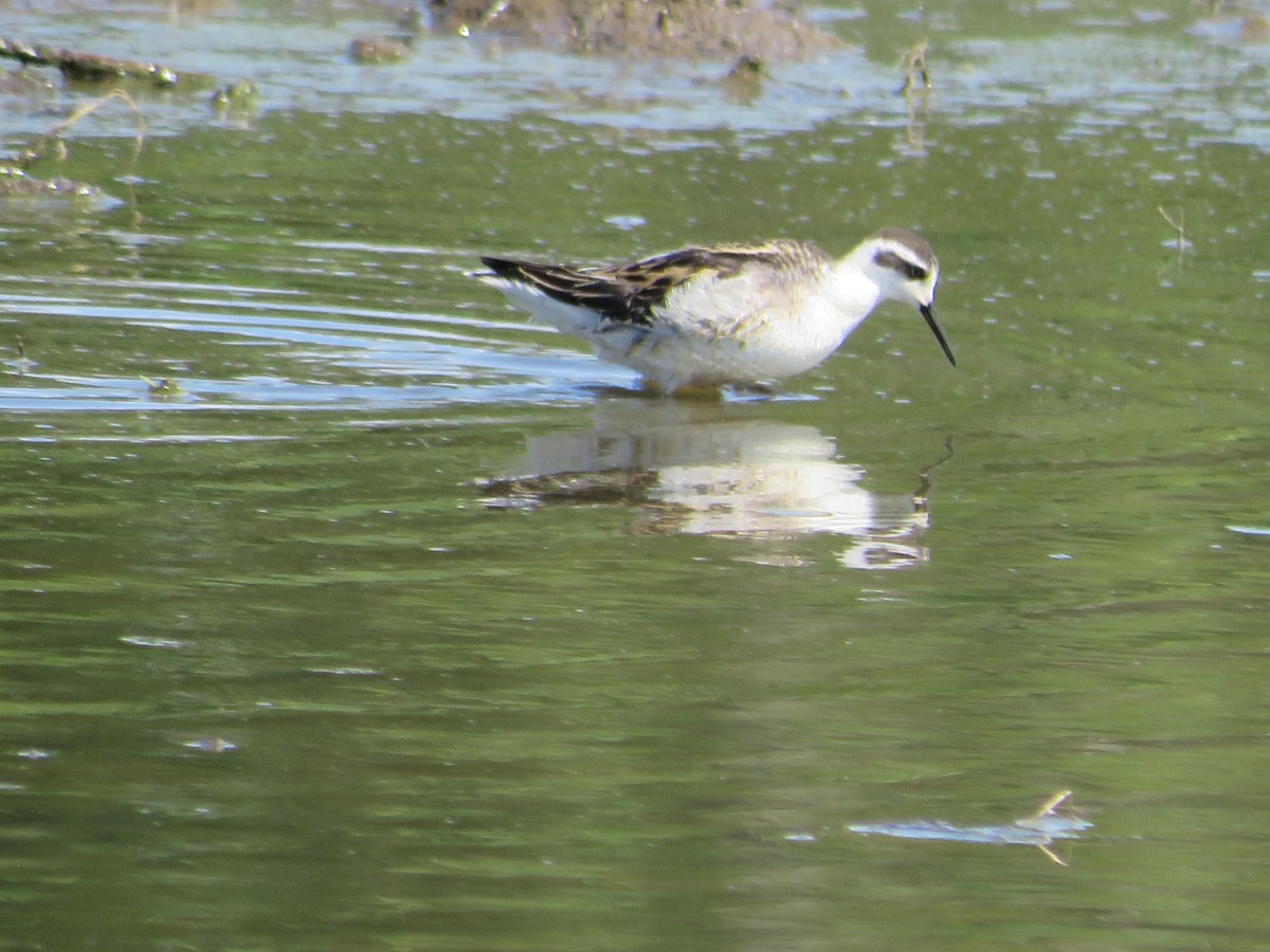 Red-necked Phalarope - Thomas F