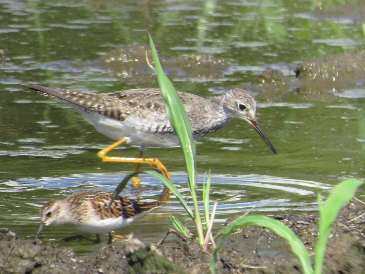 Greater Yellowlegs - ML604639151