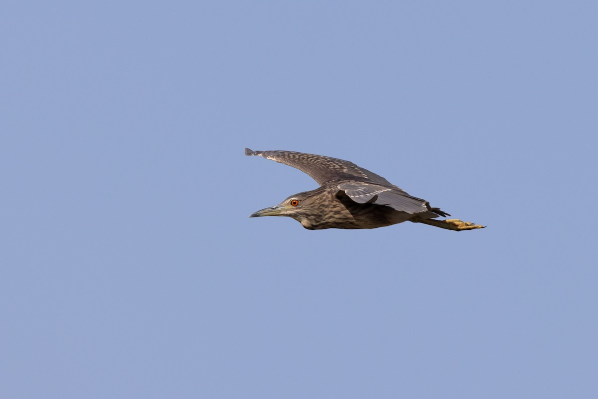 Black-crowned Night Heron - ML604639221