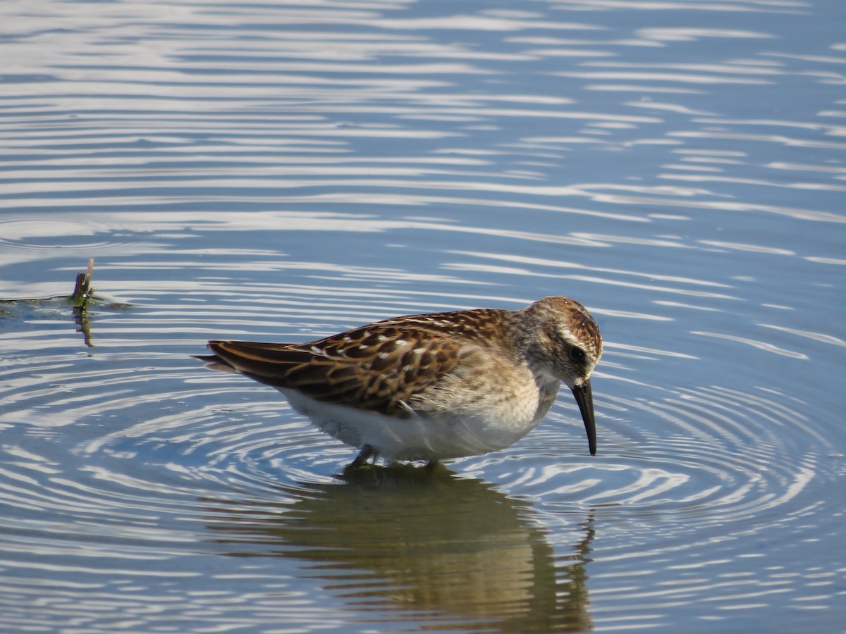 Least Sandpiper - Thomas F