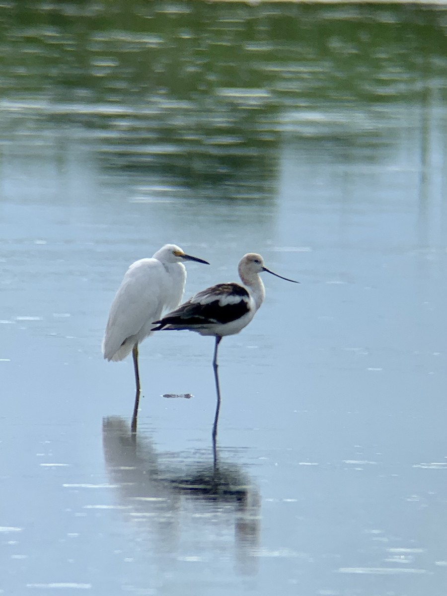 Avocette d'Amérique - ML604639451