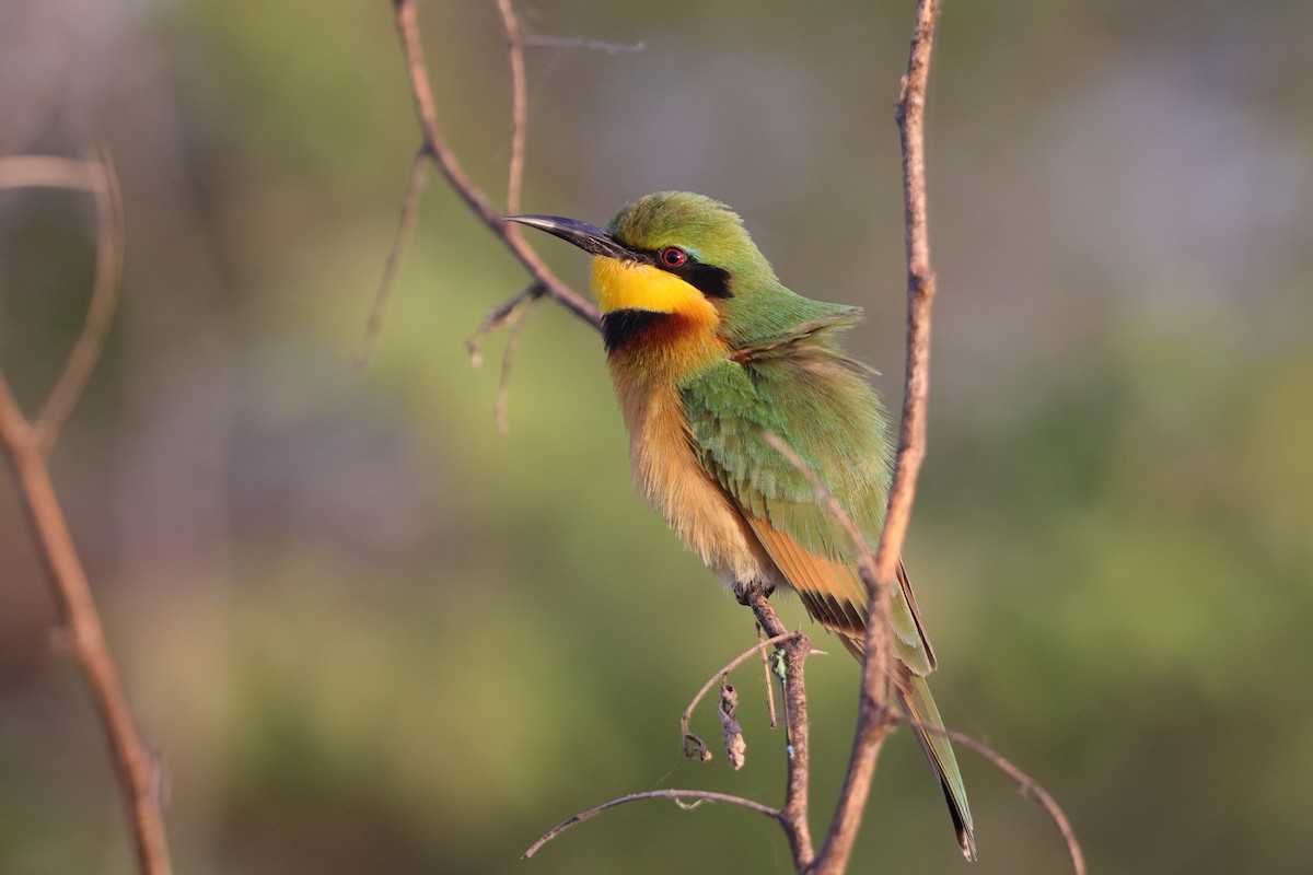 Little Bee-eater - Mark Piazzi