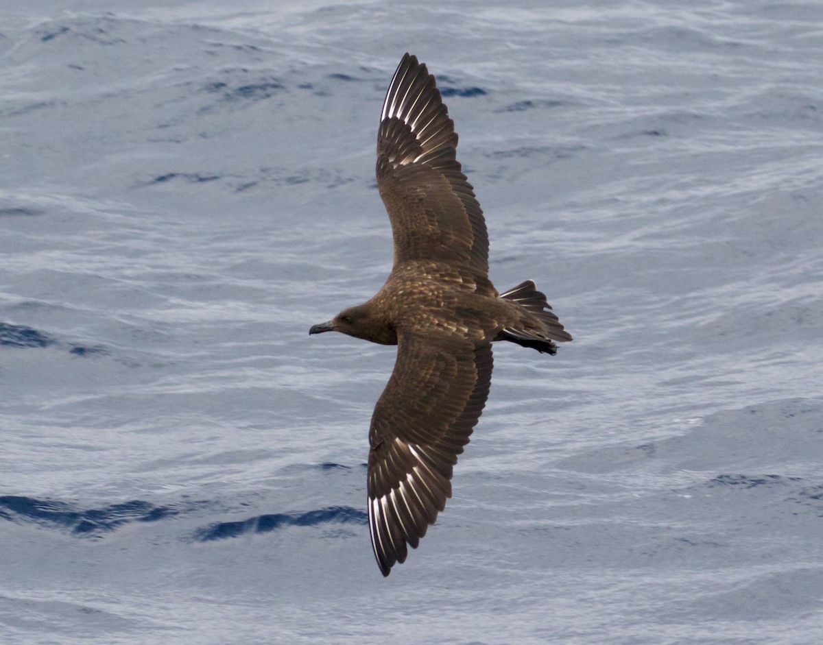 Brown Skua - Scott Baker