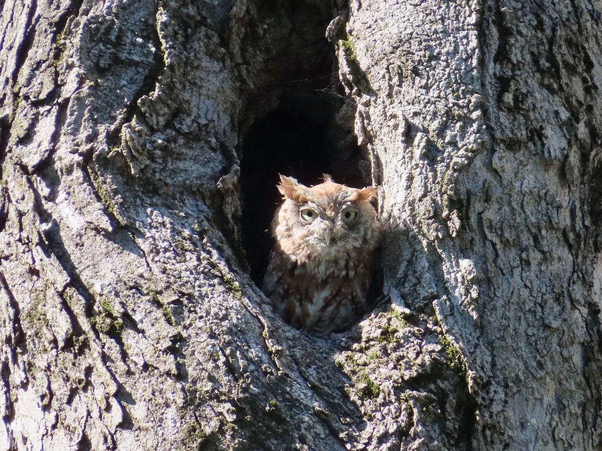 Eastern Screech-Owl - Sara Griesemer